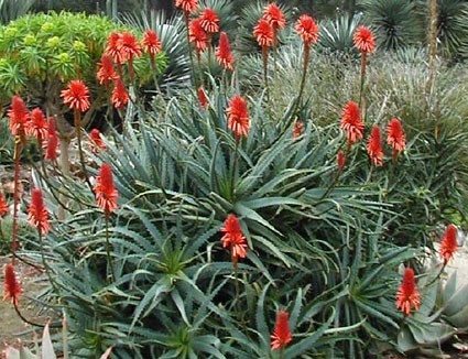 krantz aloe